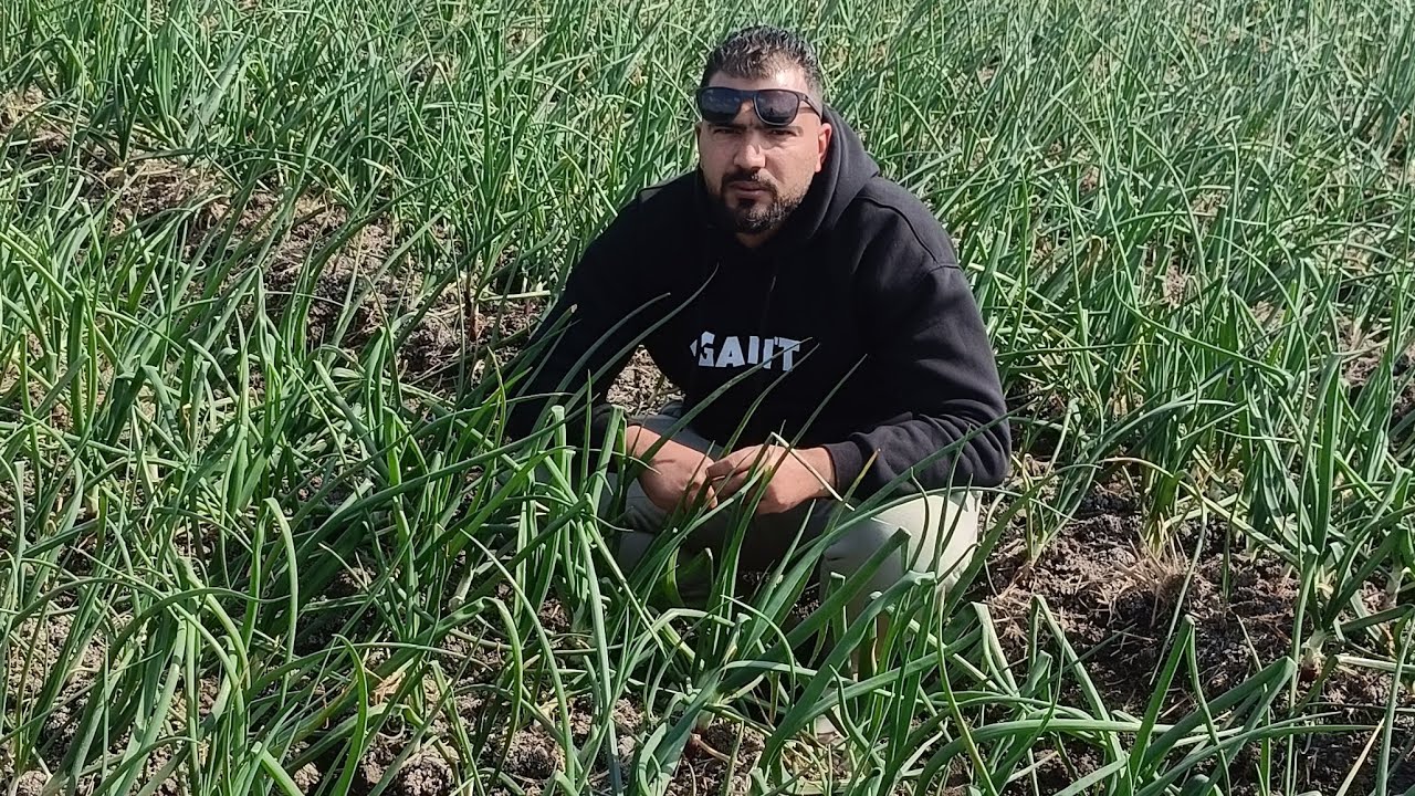 التربس ومكافحته في #البصل #agriculture #farming #المشي #الماء #اكسبلور @معلومات_زراعيه