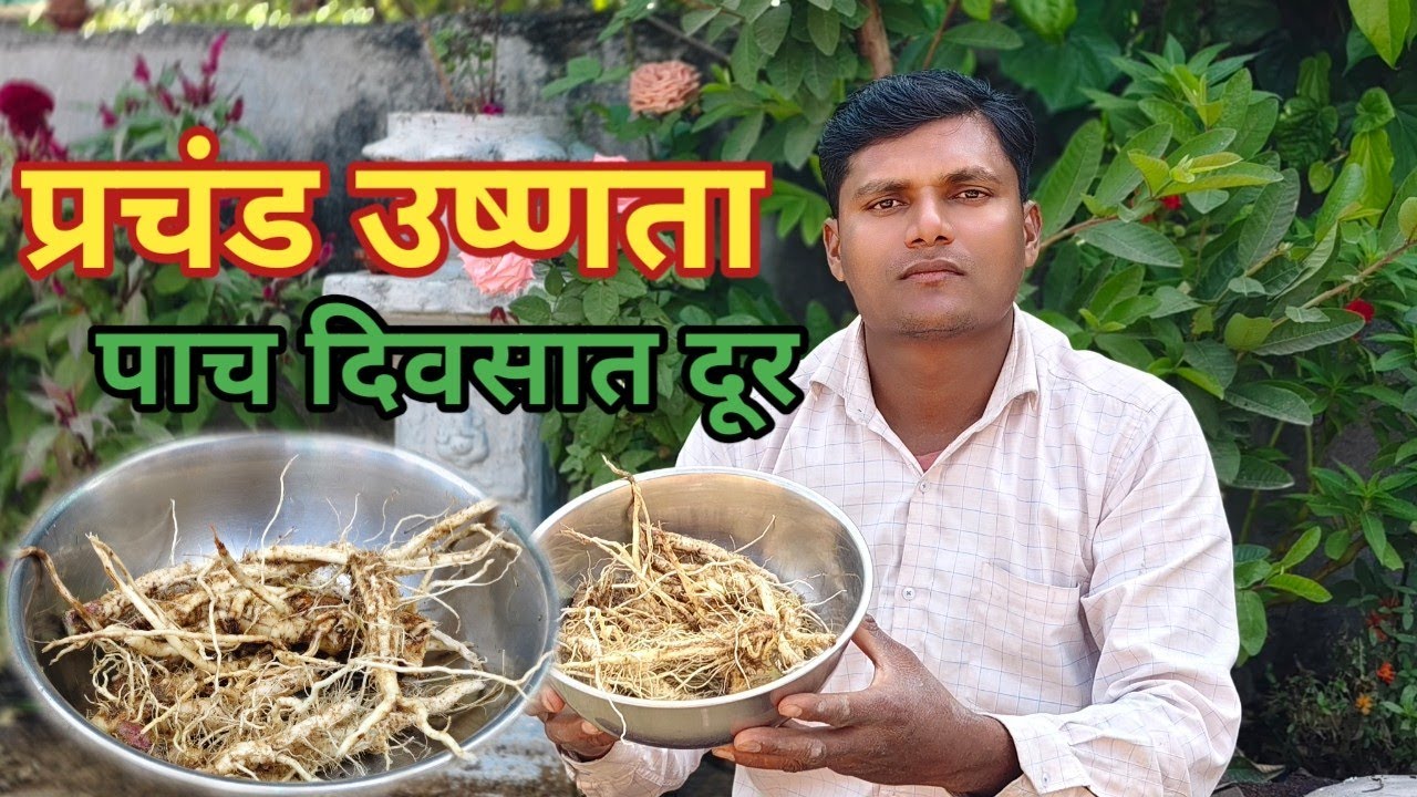 एकदा हा काढा पिऊन तर बघा उष्णता,मुतखडा,मूळव्याध मुळापासून नष्ट करणारा आयुर्वेदिक काढा फक्त एकदा करा 