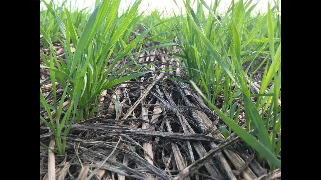 É possível Semear Milheto Antes da Cultura do Trigo?