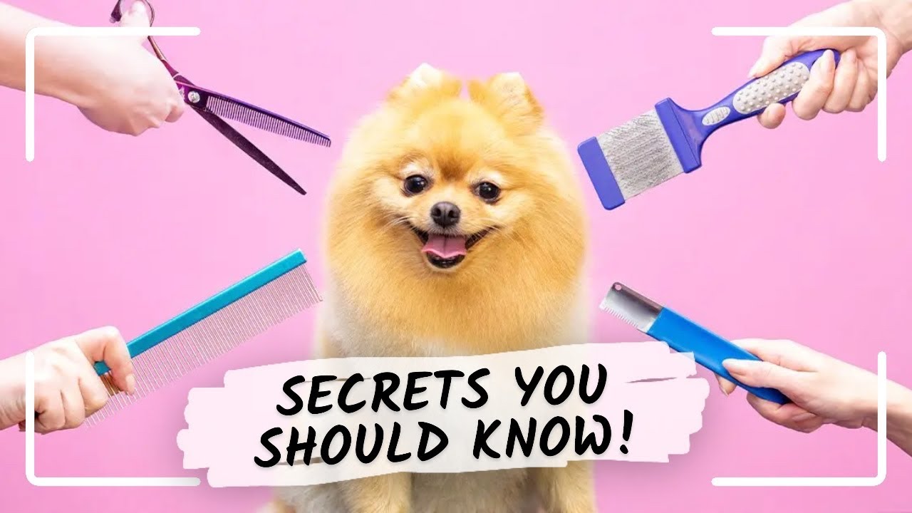 5 Dog Grooming HACKS That Save You Time and Money