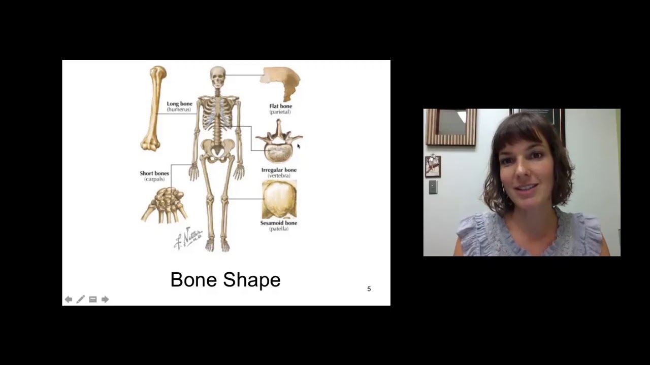 Introduction to Osteology and Arthrology