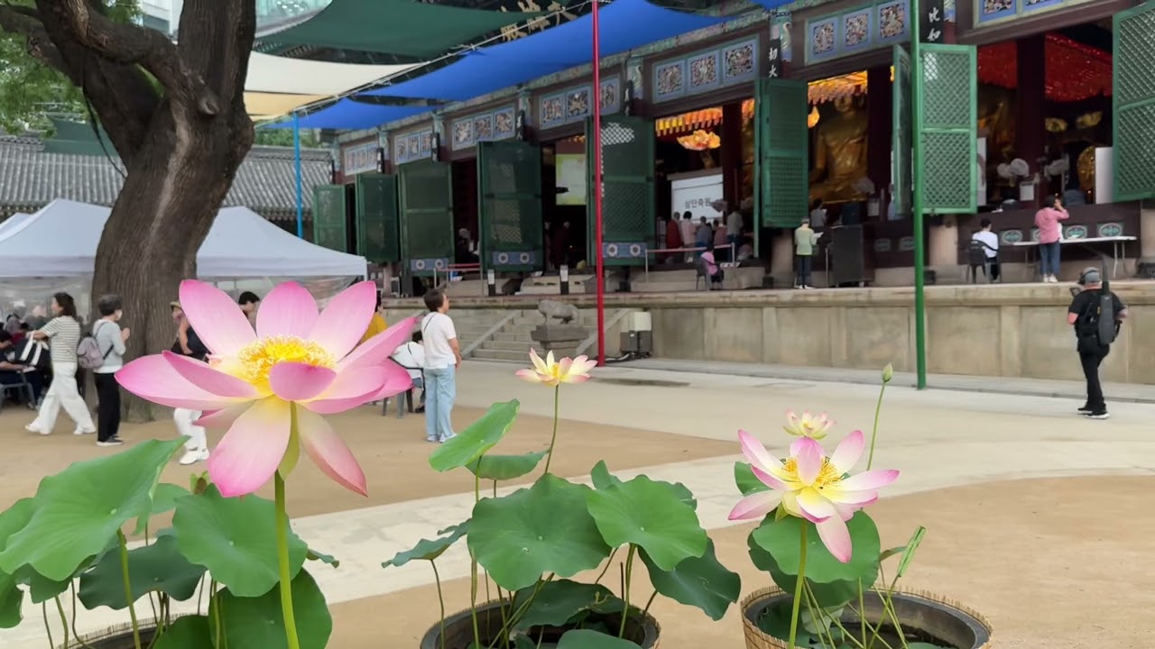 연꽃(조계사)￼250627