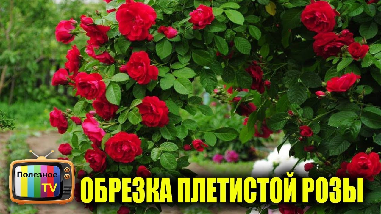 ОБРЕЗКА ПЛЕТИСТОЙ РОЗЫ ВЕСНОЙ КАК ПРАВИЛЬНО И ЗАЧЕМ