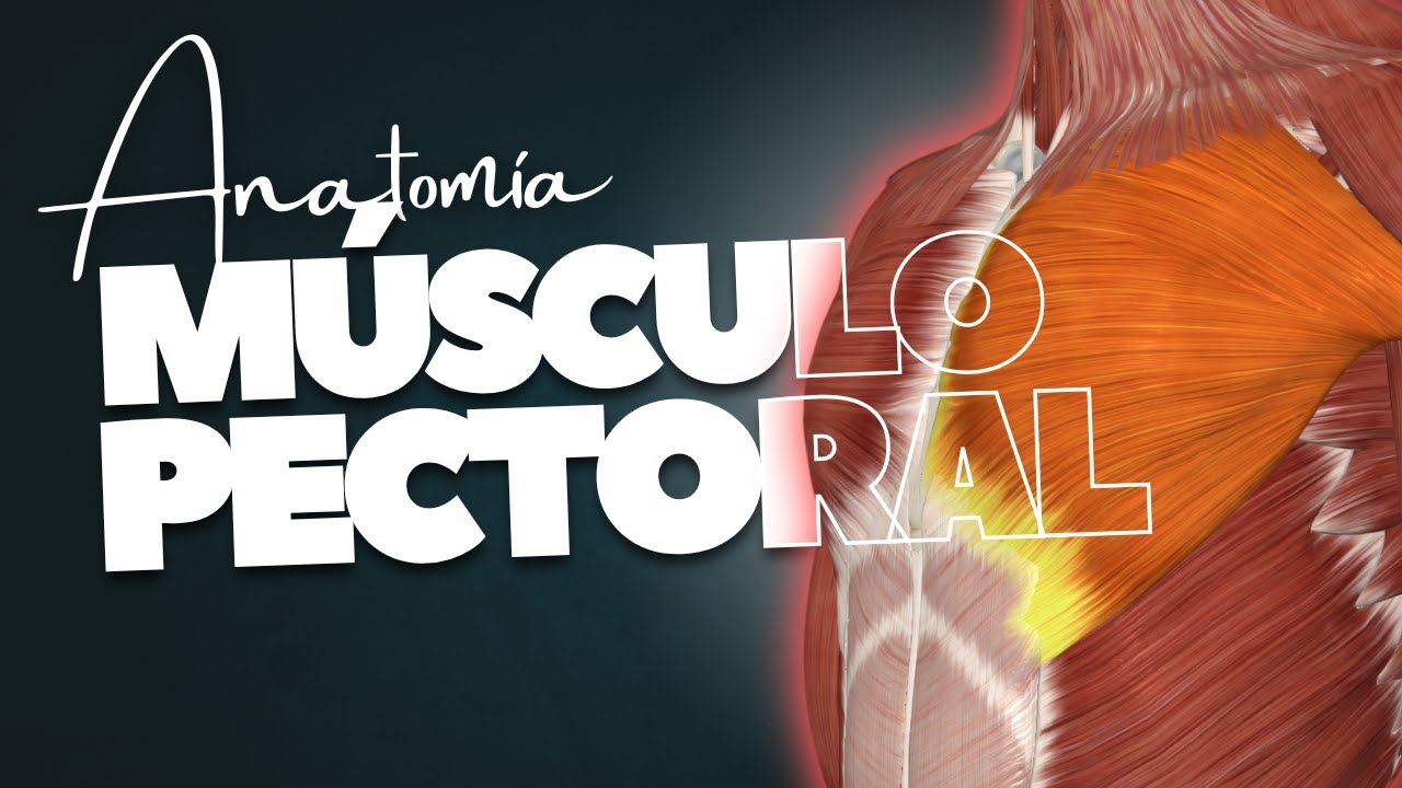 🔥 M&Uacute;SCULO PECTORAL MAYOR en 8 minutos  | Origen, inserci&oacute;n, acciones
