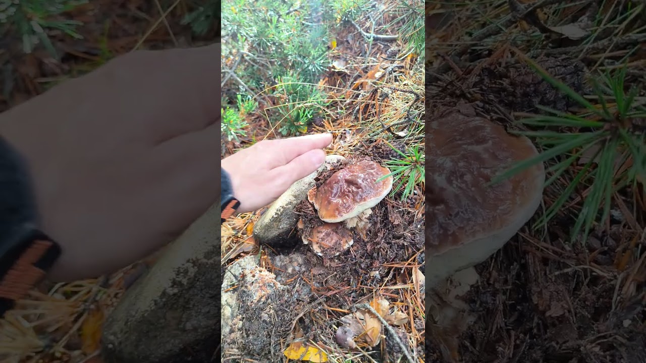 boletus edulis sierra de madrid 16 de noviembre gemelos