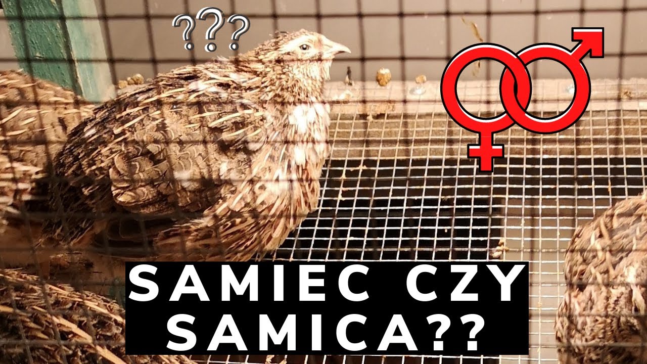 Jak rozpoznać samca i samice przepi&oacute;rki -3 sposoby - Przepi&oacute;rki ABC hodowli - cz.2 #2 #Quail farming