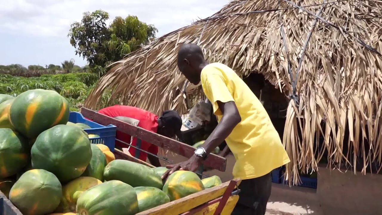 Le Sénégal et la mondialisation
