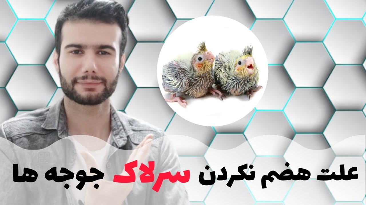 هضم نکردن سرلاک در جوجه عروس هلندی