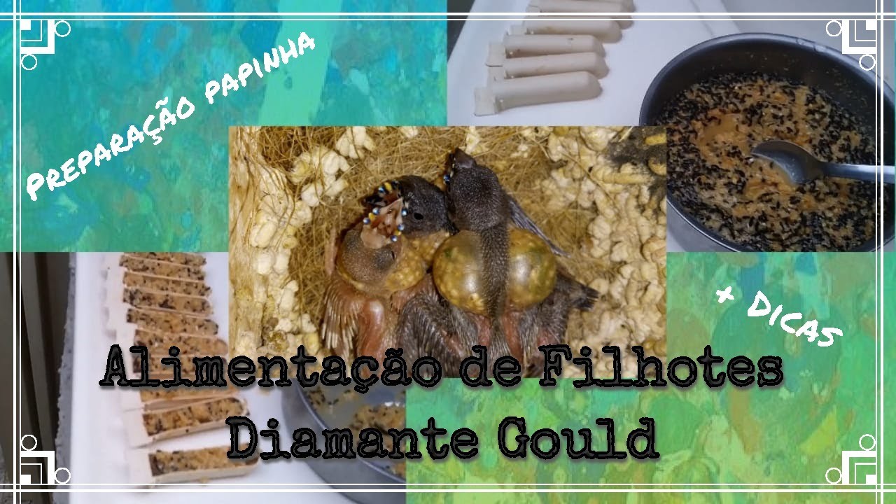 Alimentando filhotes de Diamante Gould - Preparação e distribuição.