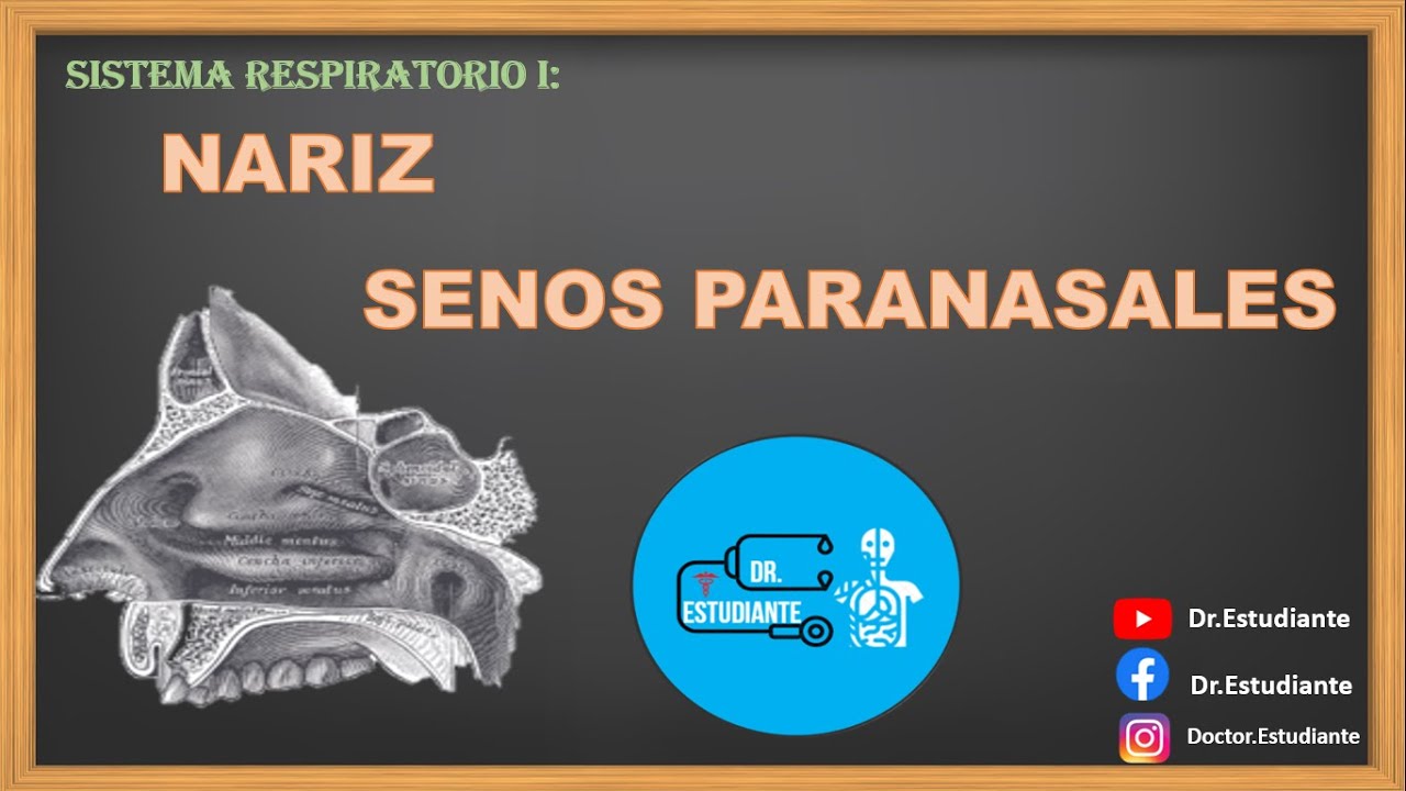 Anatomía: NARIZ-SENOS PARANASALES (Cornetes, Meatos, Irrigación, Inervacion)