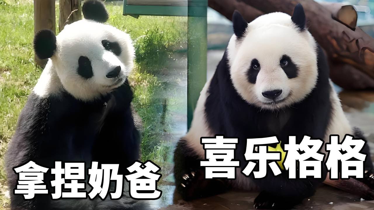 盘点喜乐和格格拿捏奶爸的日常！两位姑奶奶没有一个省心的，也说明了奶爸平时特别宠它们【你好大熊猫】