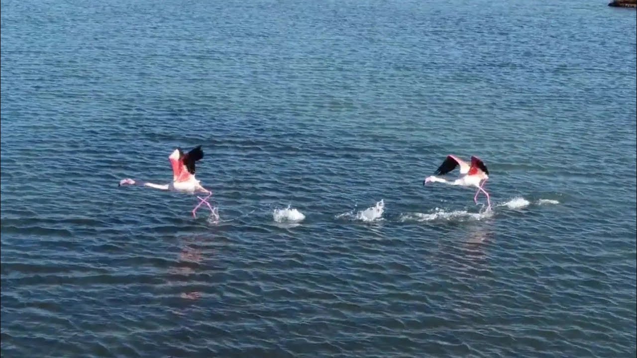 Axios river Delta | Flamingos and Mussel farms | Rustic Huts and ghost boats