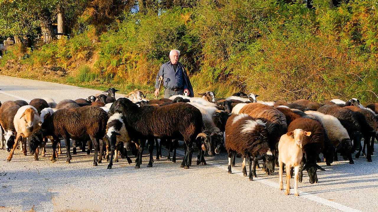 Η Οικογένεια που Άφησε τα Πάντα για να Ζήσει στο Δάσος με τα Ζώα της