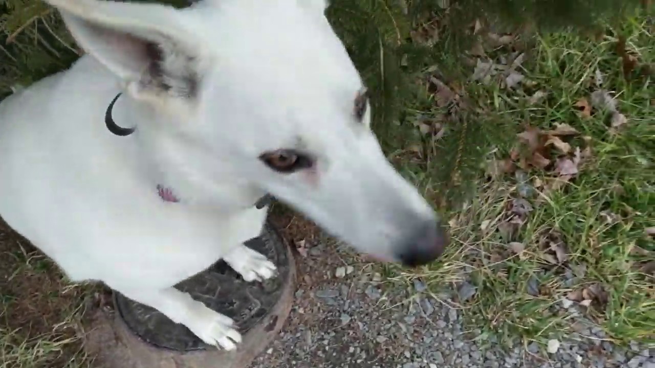 Angel, 1 Year Old German Shepherd, Environmental Anxiety, Scared of Cars, Leash Reactivity