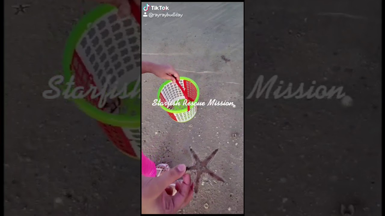 Rescuing Starfishes that are drying up in the beach
