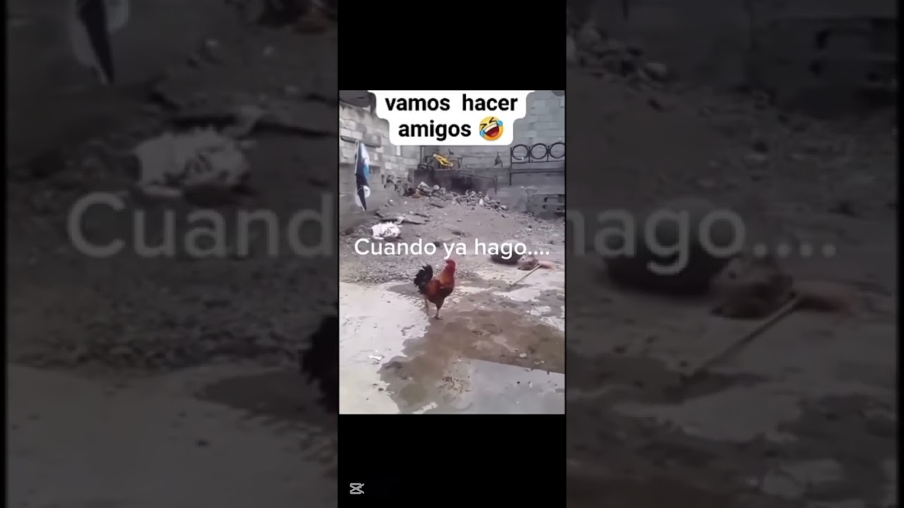 Hoy hacemo pollito asado 👀👀