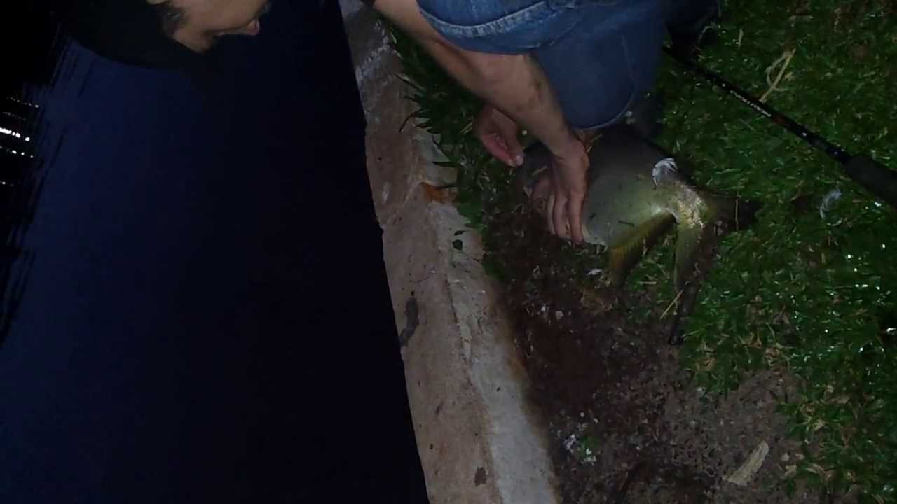 Pescando pacu no pesqueiro bom peixe londrina 