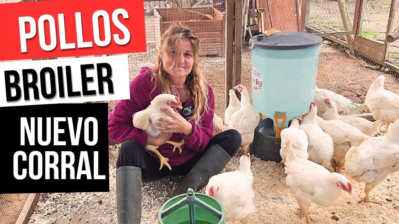 ¡Ya tienen dos meses! Así traslado mis pollos Broiler al corral de pastoreo 🌿