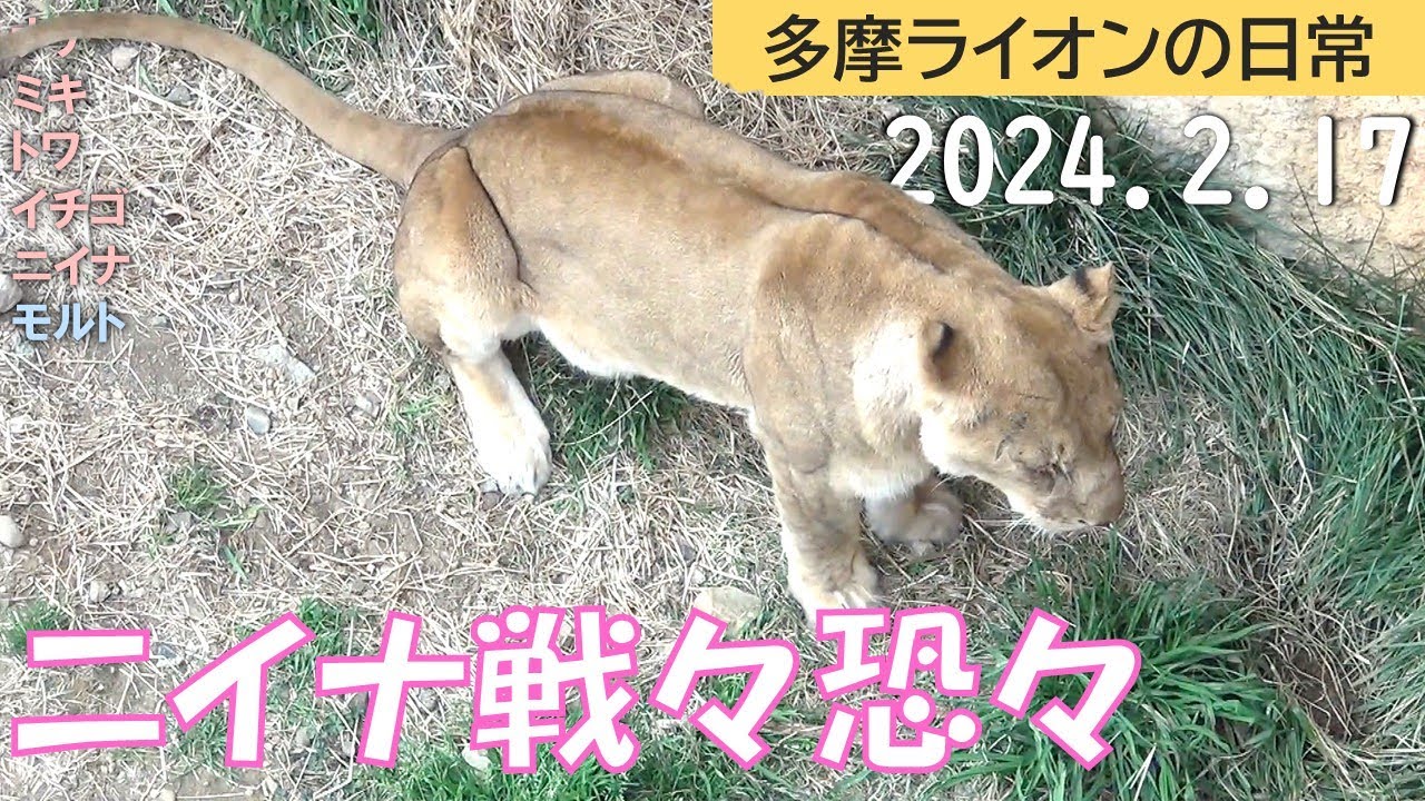 ニイナ戦々恐々 2024/2/17【多摩ライオン】
