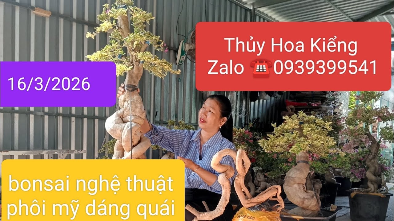 16/3/2026 Thủy Hoa Kiểng giao lưu hoa giấy đẹp bonsai nghệ thuật và phôi giấy mỹ góc quái 