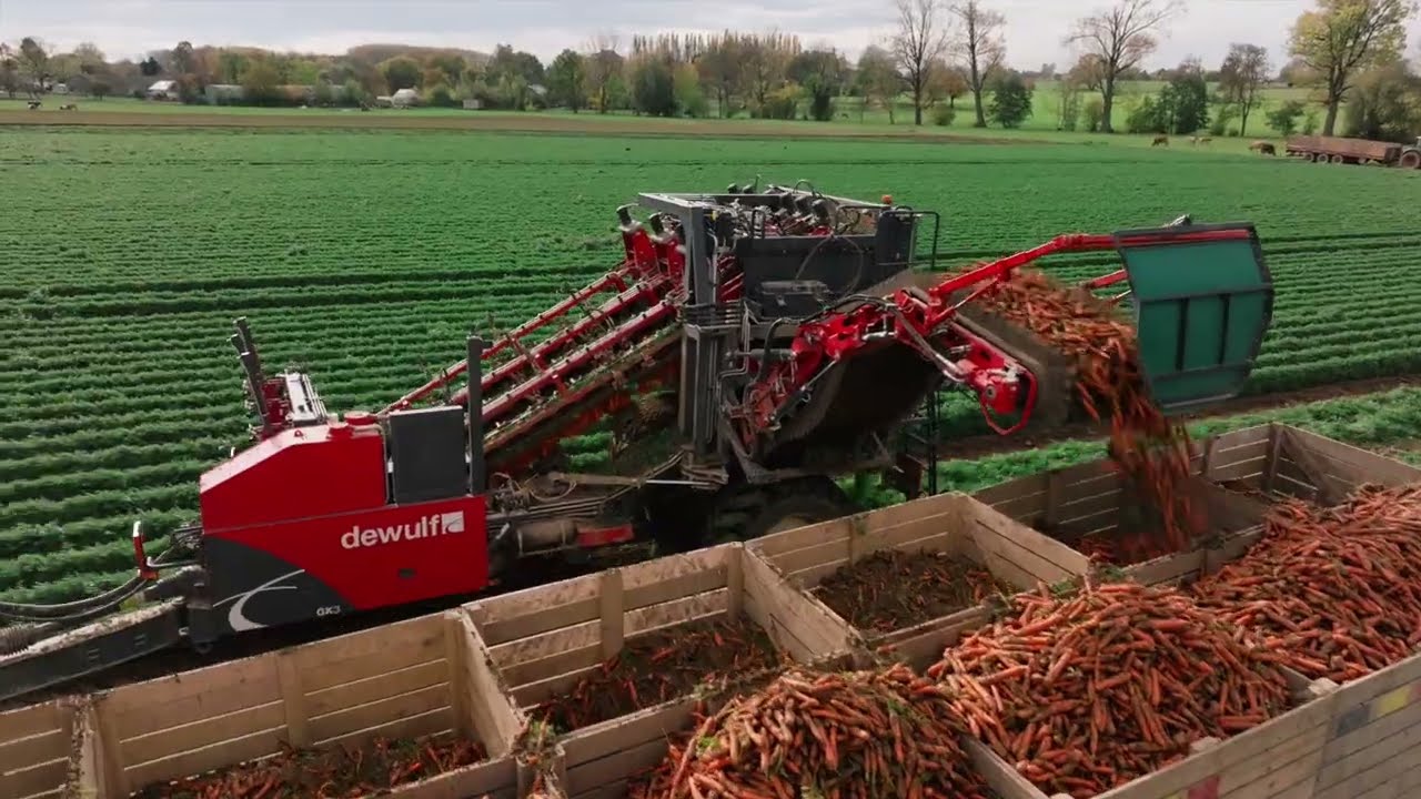 2x Dewulf GK3 🥕