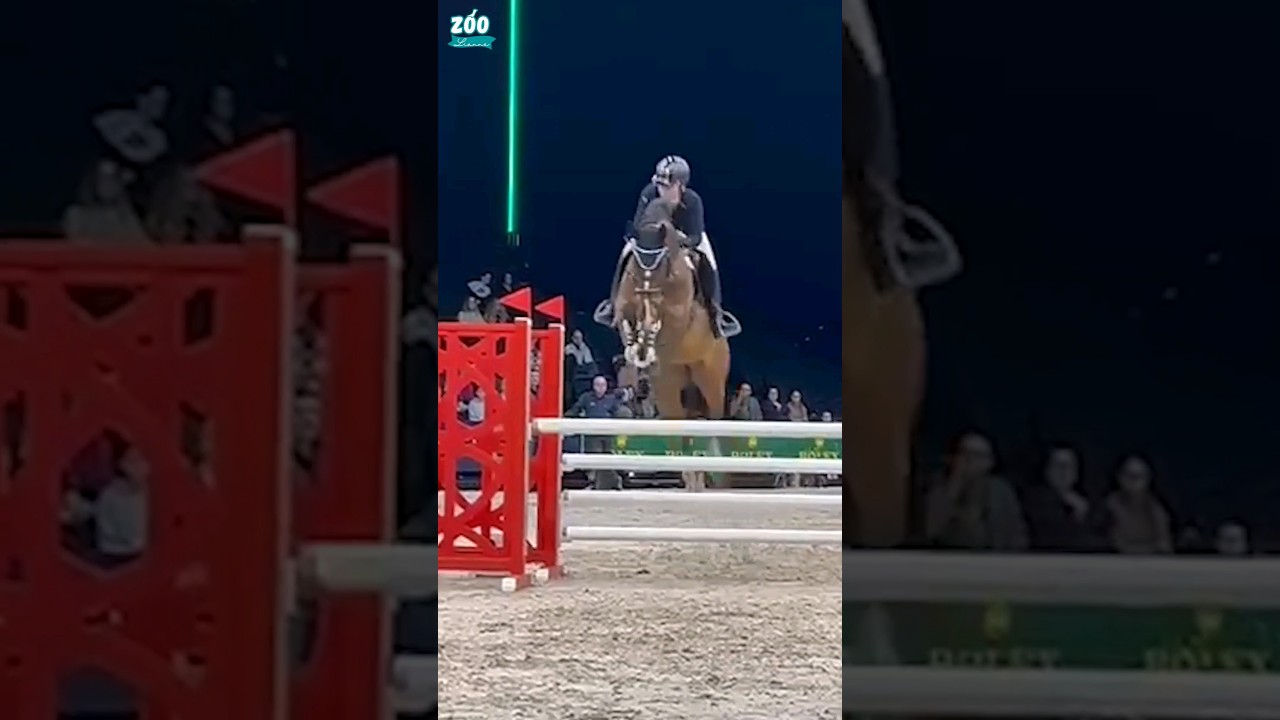 Een kijkje bij Indoor Brabant!😍🐴 #paarden #horse