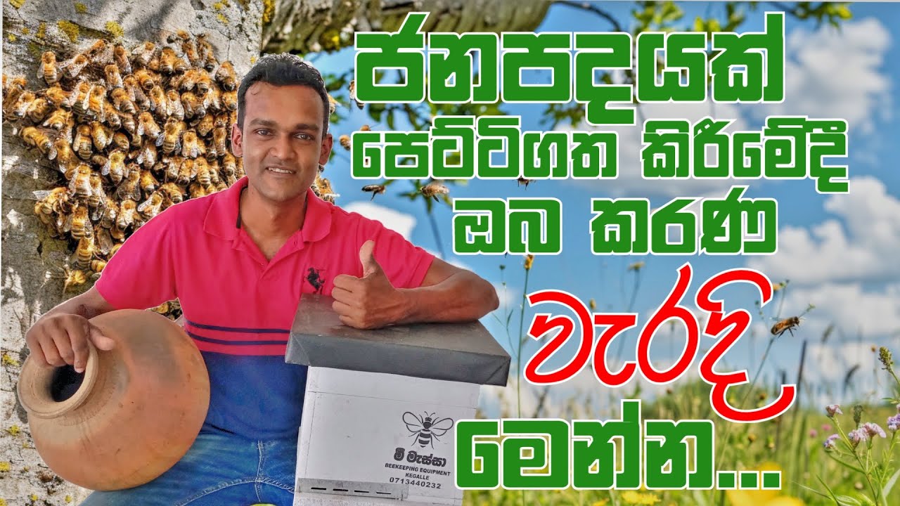 මී මැසි ජනපදයක් පෙට්ටිගත කිරීමේදී ආධුනිකයන් කරන වැරදි| Beginner mistakes when Replacing a bee colony