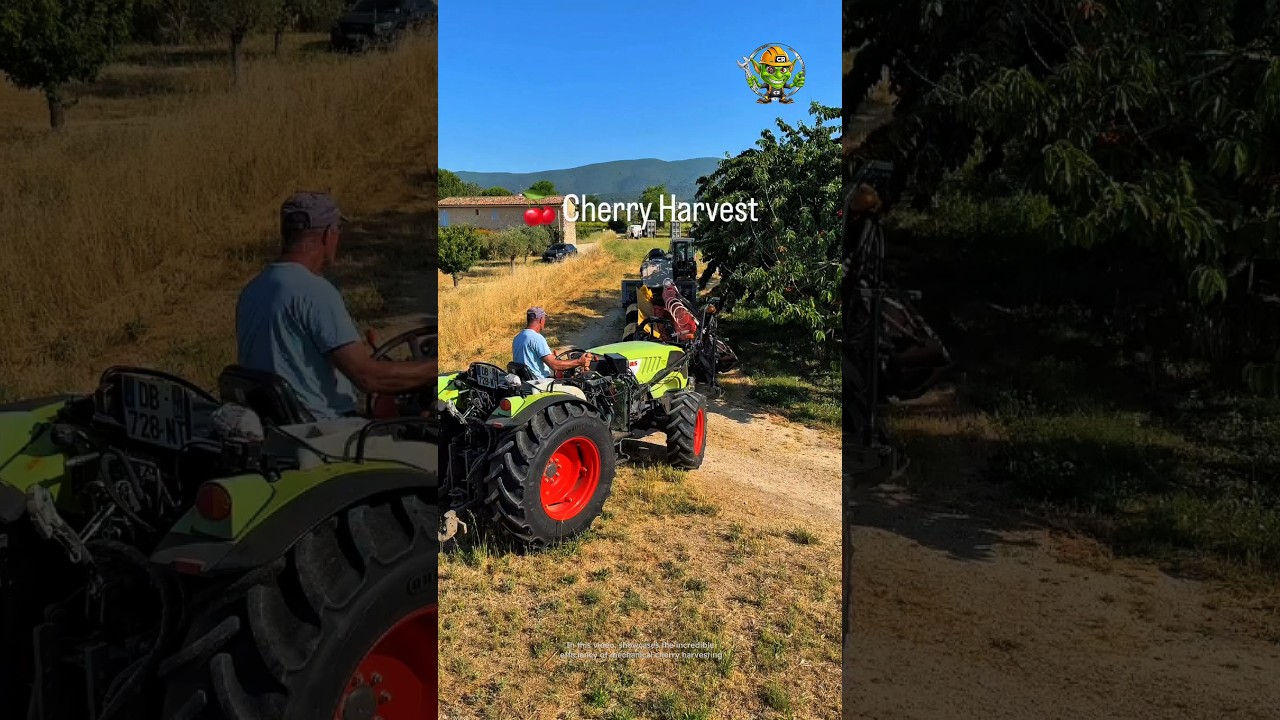 Mechanical Cherry Harvest | Good Tools and Machinery Increase Work Efficiency