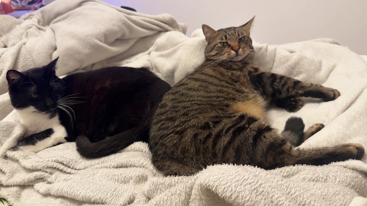Cuddly cat bros stick together during cold winter days