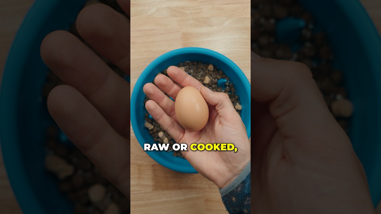 What are your dog&rsquo;s favorite kibble toppers? 👀🐾 #thebkpets #kibbletoppers #openfarmpartner