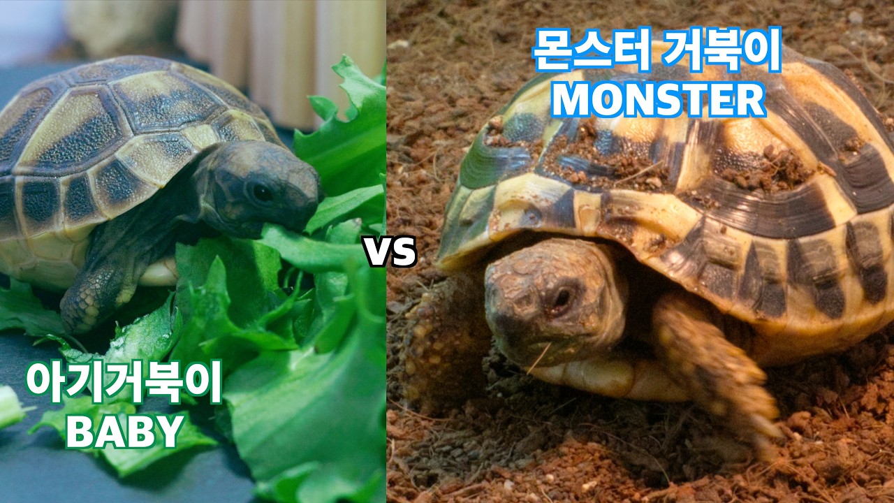 아기거북이 vs 몬스터거북이