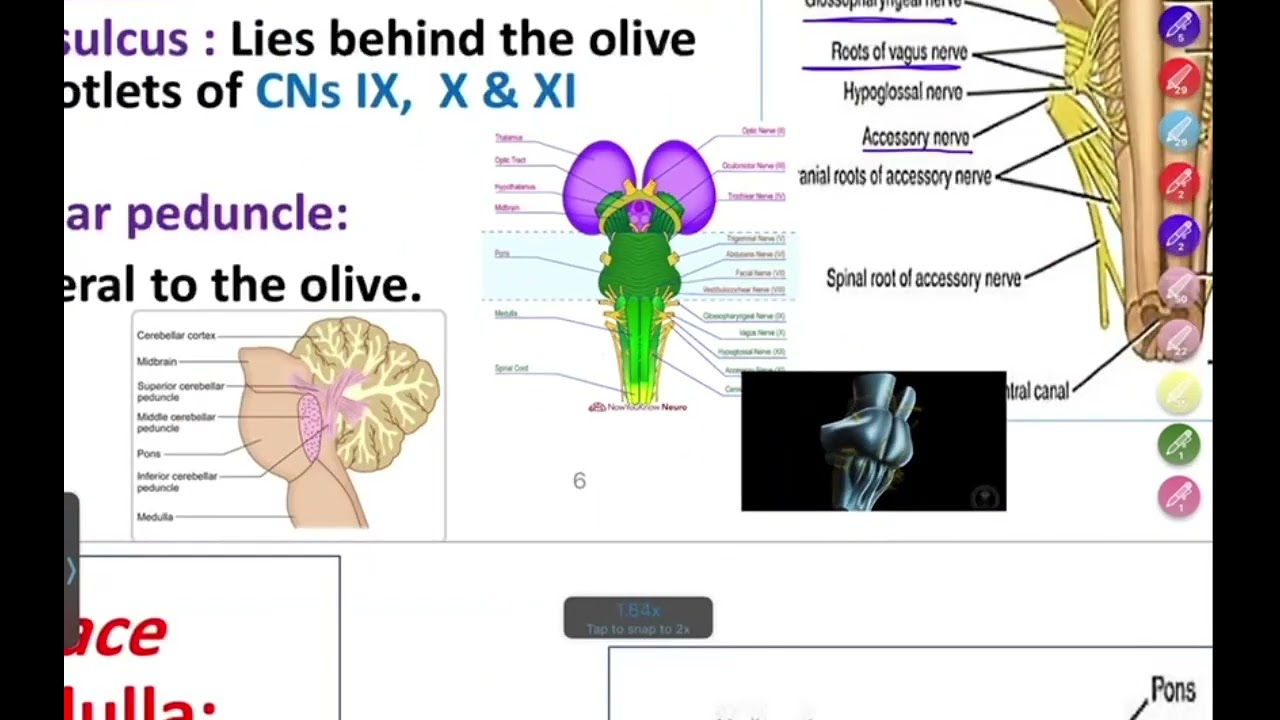 MU Neuroanatomy  Lec 4