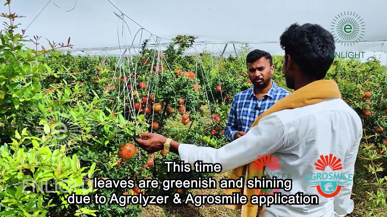 Pomegranate Farmer from Raichur Sees Better Colour, Shine, and Yield with Agrolyzer & Agrosmile 🍎