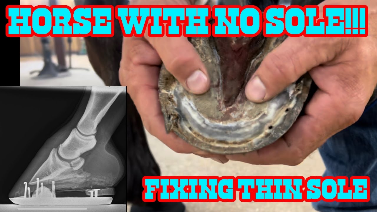 THIS HORSE HAD NO SOLE!! Fixing Soft Sole!