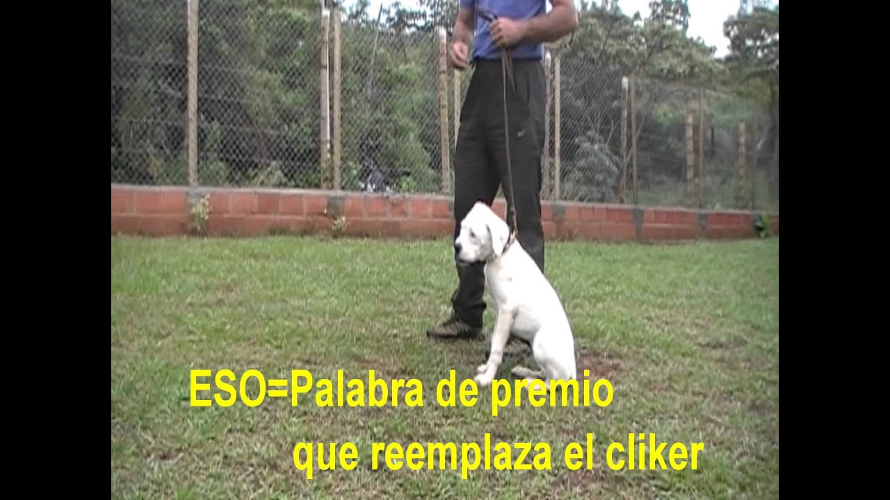 Adiestramiento canino obediencia cachorros
