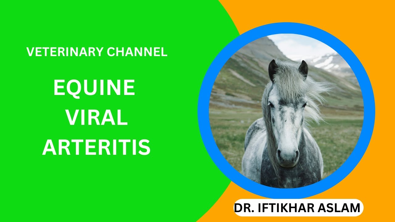 Equine Viral Arteritis