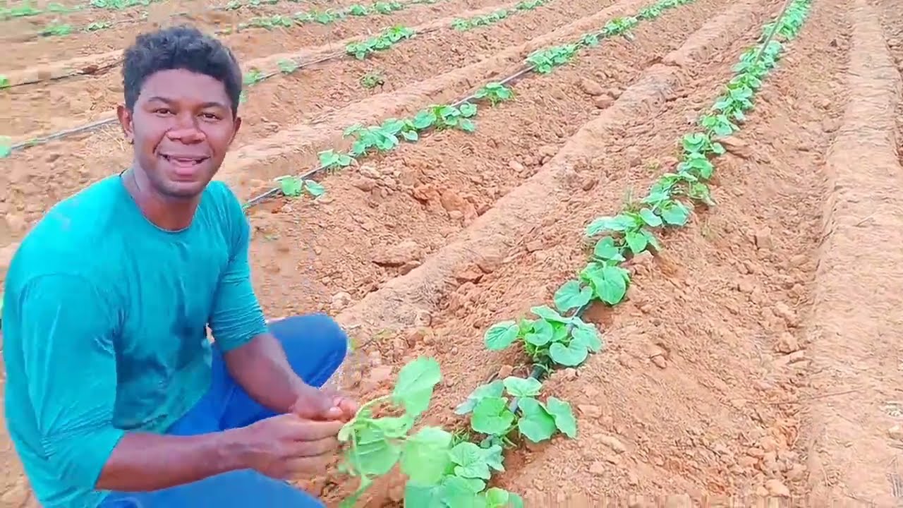 Domingos Manoel plantio de melão gladial 17 dias de plantado
