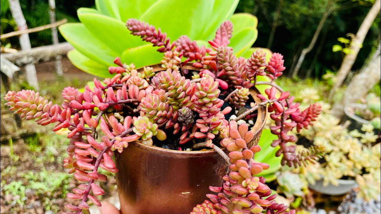 20 SUCULENTAS QUE AGUENTAM MUUUITA ÁGUA DA CHUVA COM VÁRIOS DIAS NUBLADOS/PLANTAS SUPER RESISTENTES
