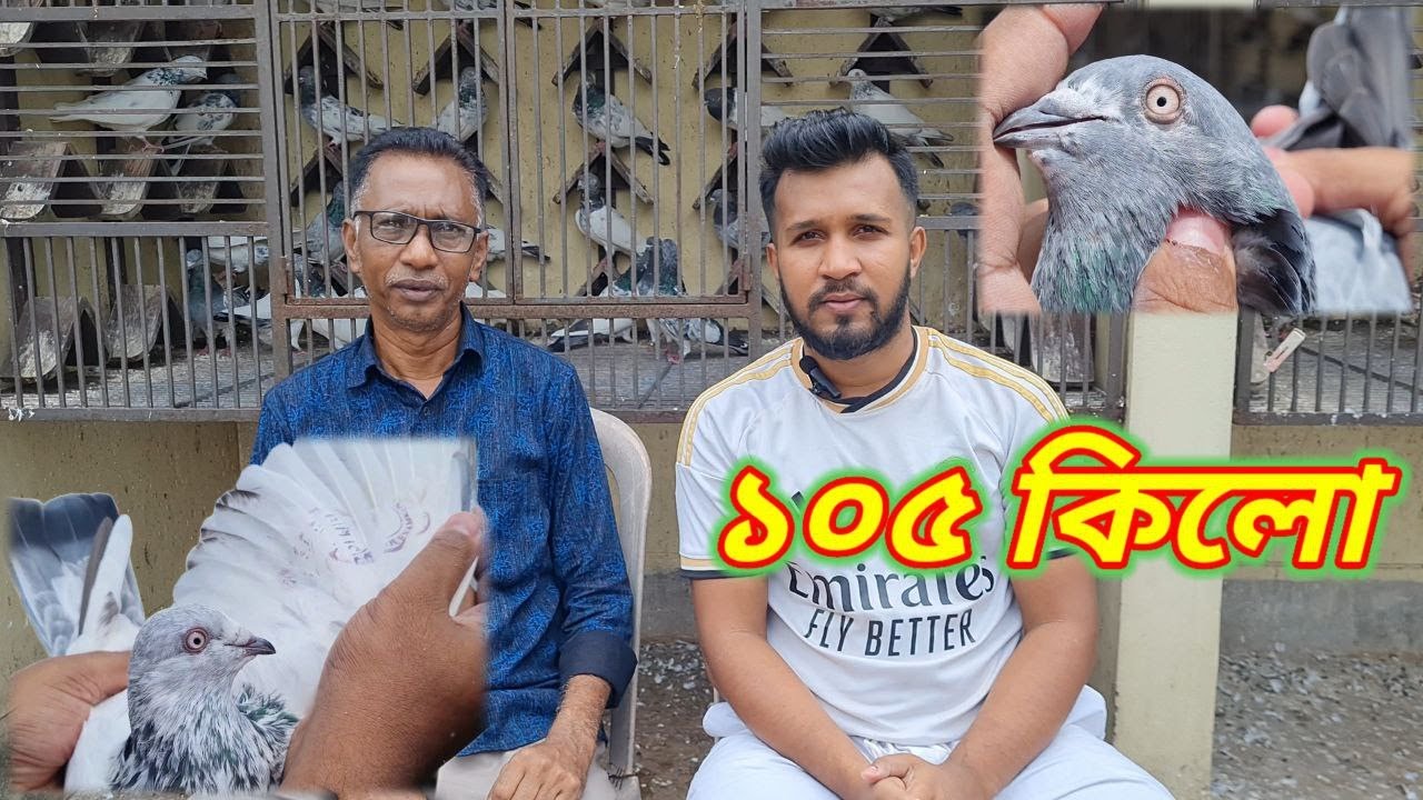 Some of Roz Bhai's pigeons made by Mahbub Kaka 🥰 | Miraj Pigeon & Pets