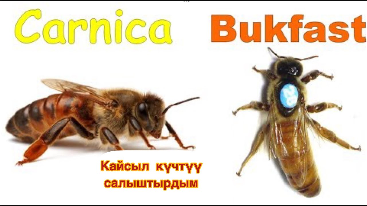Карникадан Бакфаст ашып кеткендей...