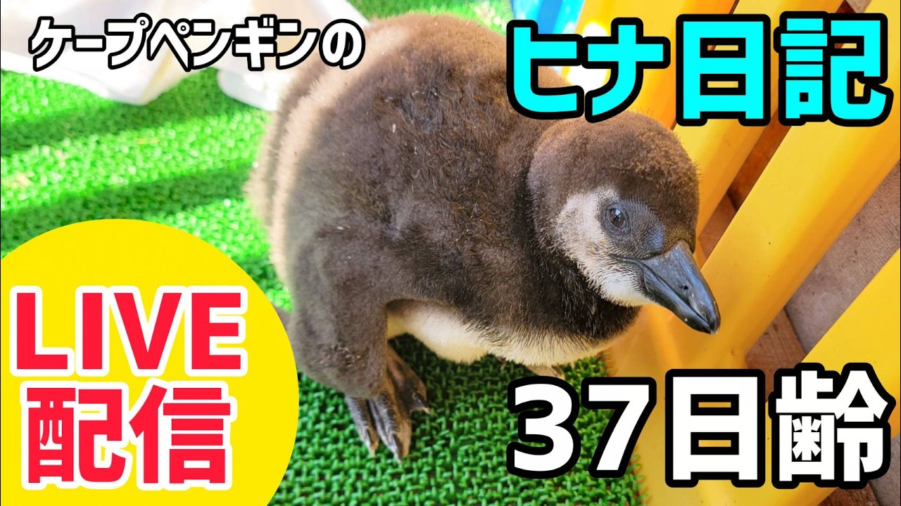 【LIVE配信】ケープペンギンのヒナ日記「37日齢」【劇団ペンターズ】#live #penguin #誕生