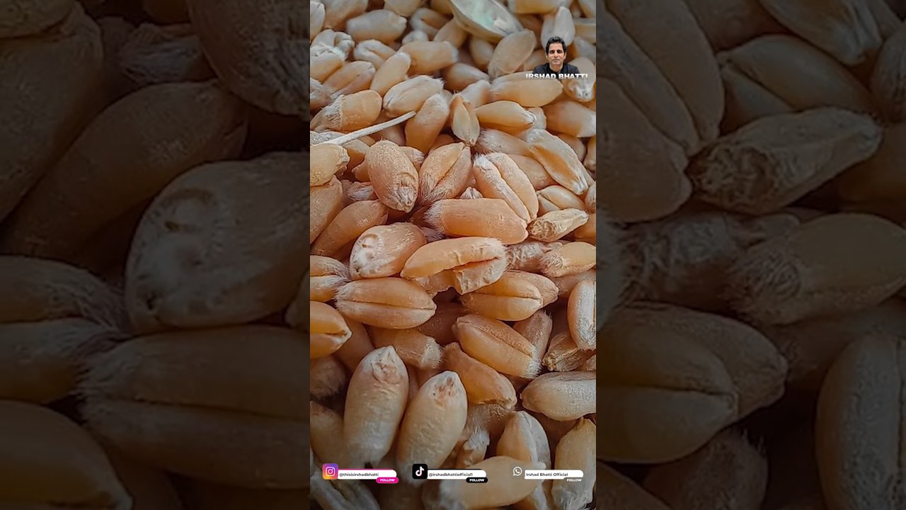 Government Failure Leaves Farmers in Crisis | Wheat Shortage Threat Emerges