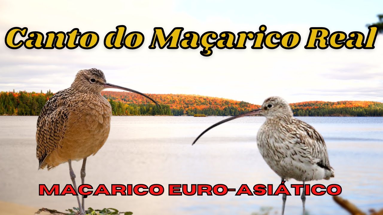 Canto do Maçarico Real ou Maçarico Euro asiático, Conhecido Como Maçarico Comum!