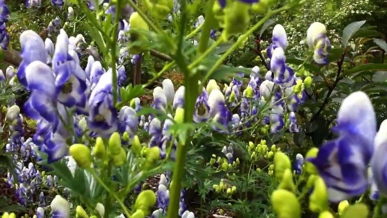 Aconitum x cammarum 