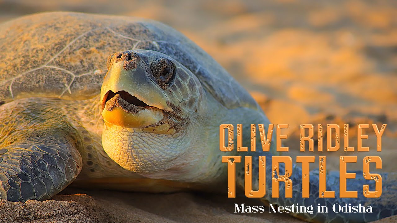 Olive Ridley Turtles Laying Eggs in Rushikulya river mouth 