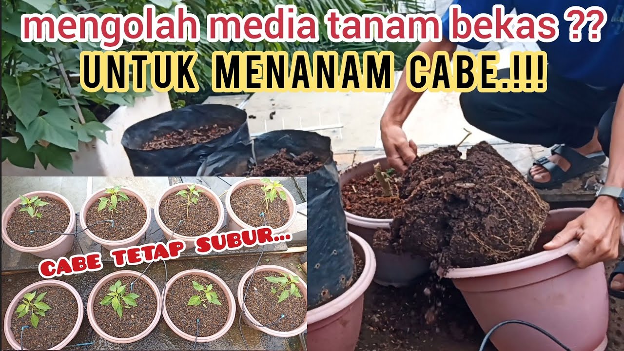 cara mengolah media tanam bekas agar subur lembali untuk cabe. #cabe #garden #caberawit
