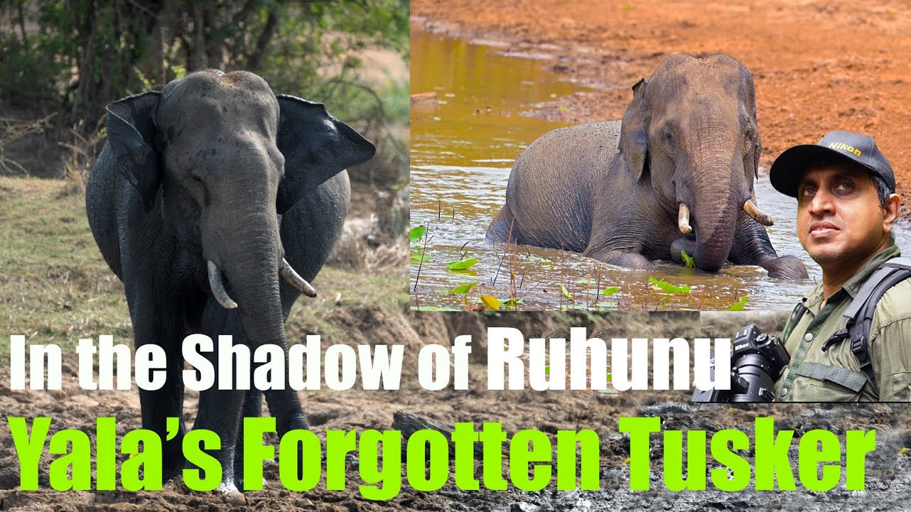 In the Shadow of Rhun – Yala’s Forgotten Tusker