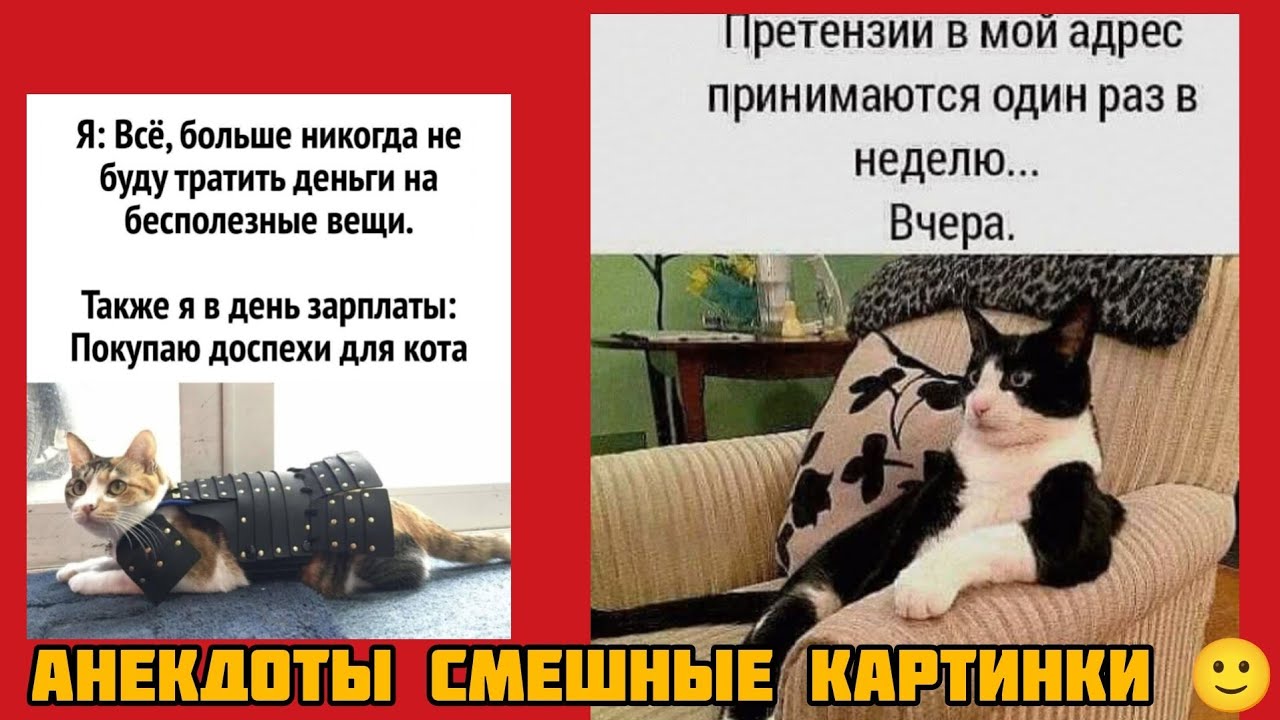 буду тратить деньги на бесполезные вещи.Также я в день зарплаты: Покупаю доспехи для кота,🤣