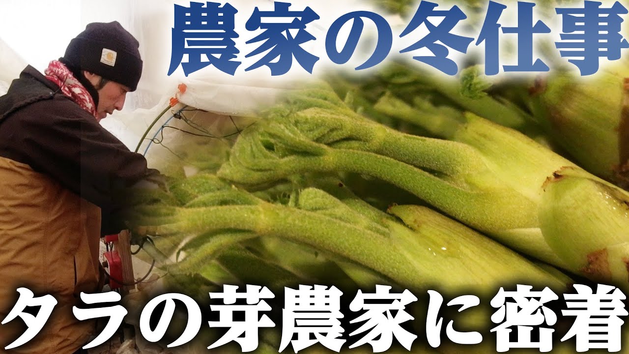 タラの芽はどのように栽培されているのか？/農家の冬仕事に密着