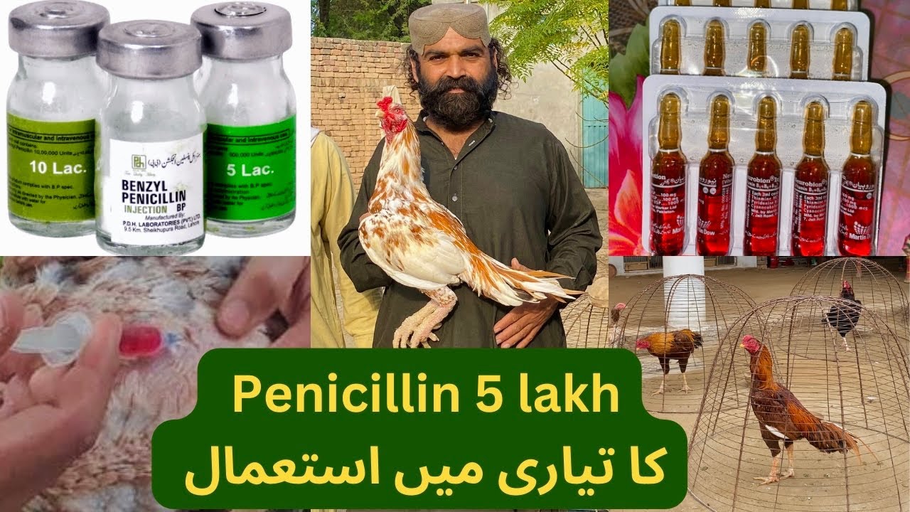 Penicillin Injection Ka Tyari Main Kiya Kirdar Hay